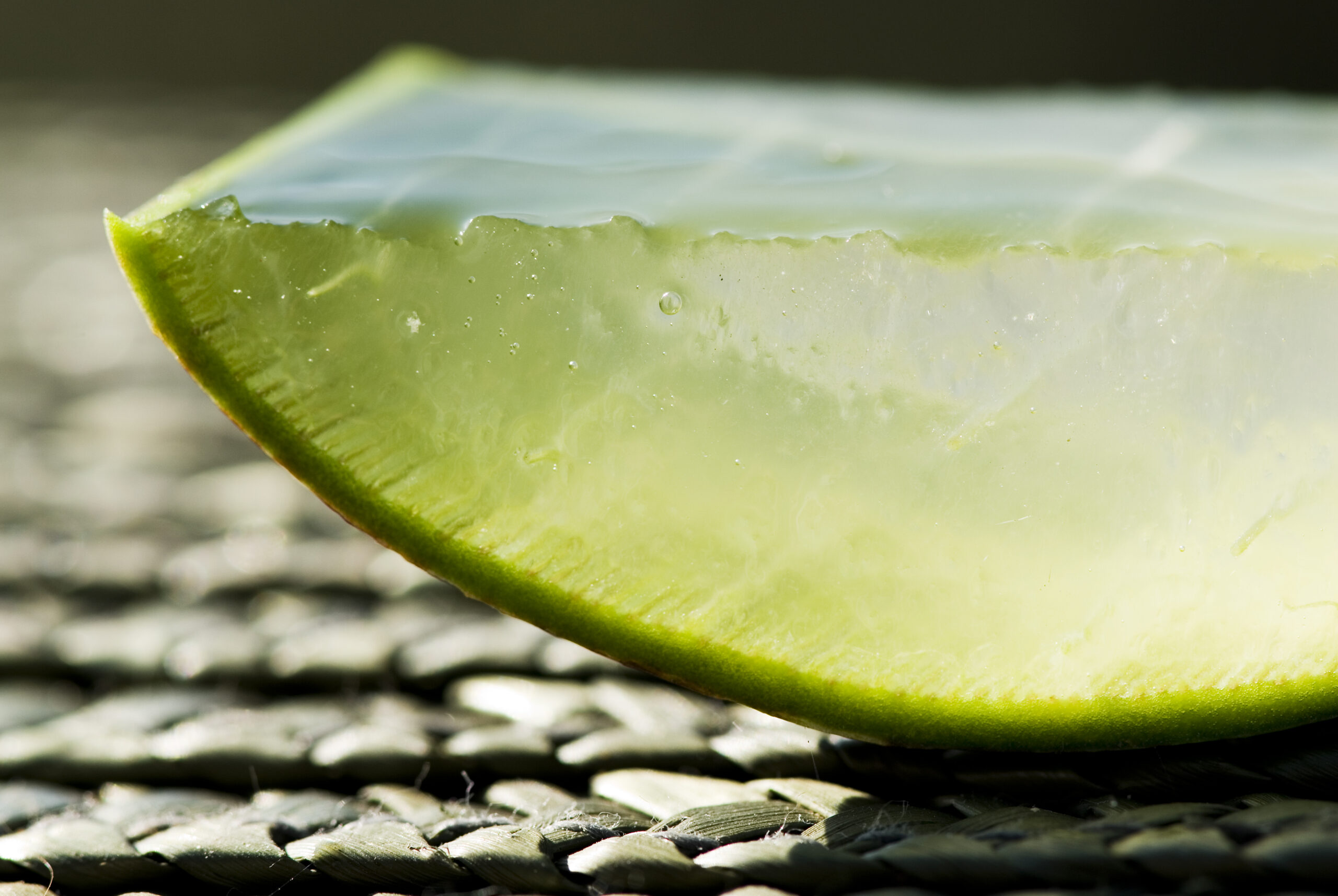 aloe-vera-pflanzenstueck