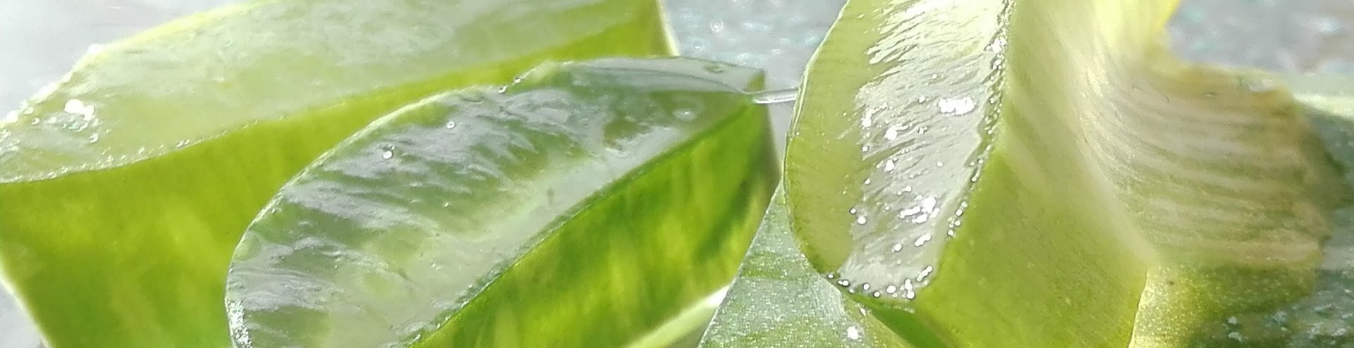 aloe-4268793_1920